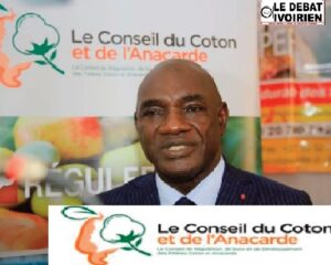 Production de l’Anacarde : la Côte d’Ivoire représente 40% de l’offre mondiale et pourtant les producteurs sont  pauvres