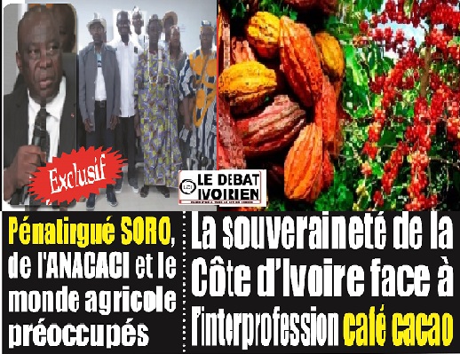 Filière café cacao en Côte d’Ivoire : les  organisations des producteurs ne comprennent plus rien à ce que fait le Comité Technique , ledebativoirien.net